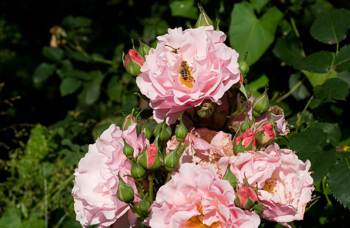 Rosa Rosen mit Biene